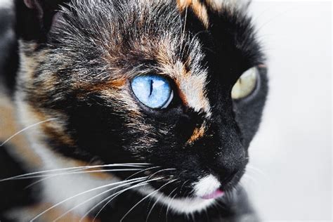 heterochromia eyes cat|heterochromia brown eyes.